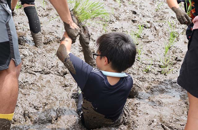 稲作体験「田植え体験」の写真