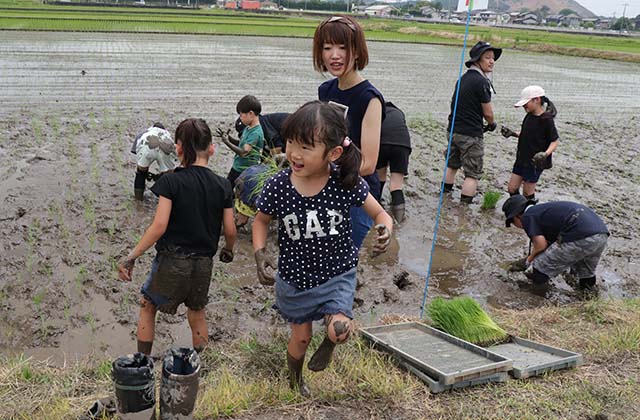 稲作体験「田植え体験」の写真