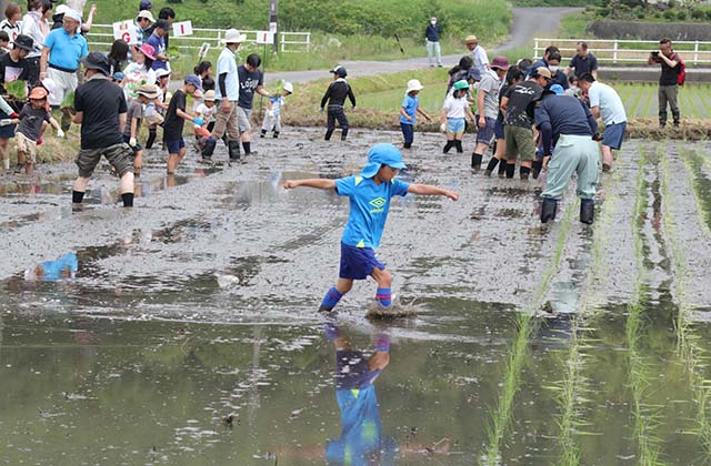 稲作体験「田植え体験」の写真