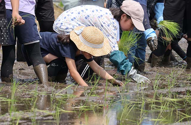 稲作体験「田植え体験」の写真