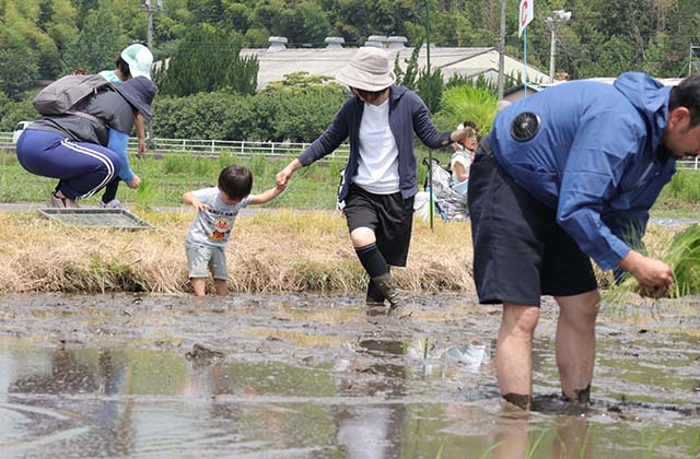 稲作体験「田植え体験」の写真