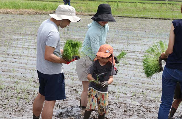 稲作体験「田植え体験」の写真