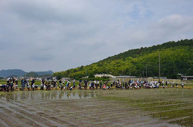 稲作体験「田植え体験」の写真