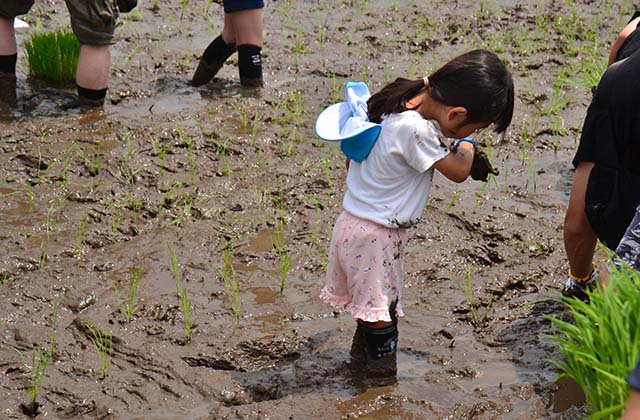 稲作体験「田植え体験」の写真