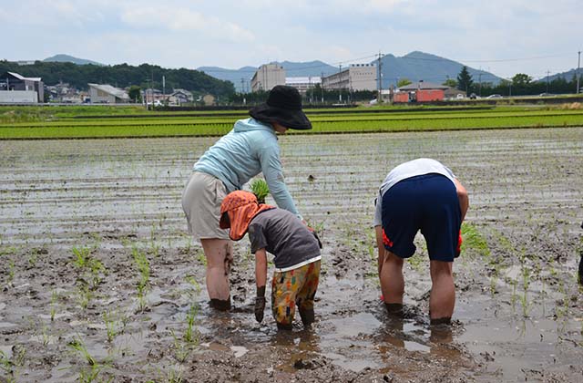 稲作体験「田植え体験」の写真
