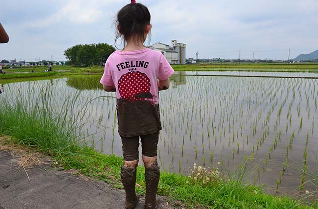 稲作体験「田植え体験」の写真