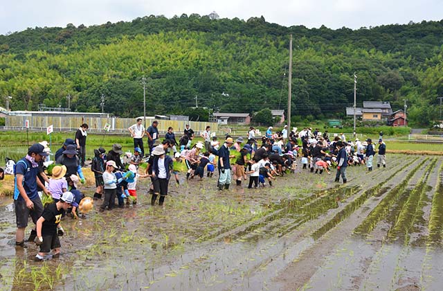 稲作体験「田植え体験」の写真
