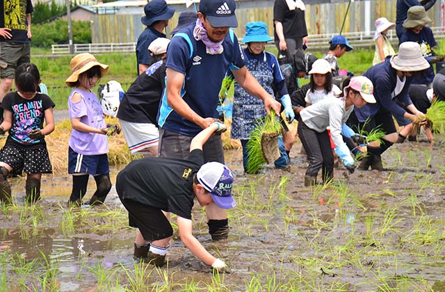 稲作体験「田植え体験」の写真