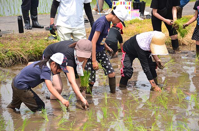 稲作体験「田植え体験」の写真