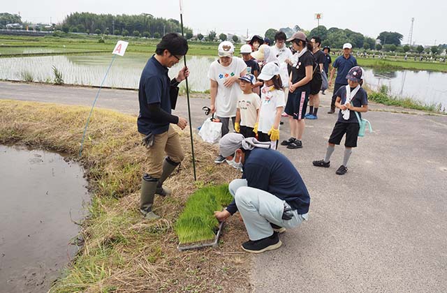 稲作体験「田植え体験」の写真