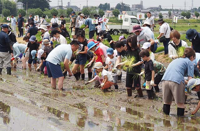 稲作体験「田植え体験」の写真