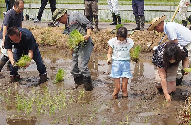 稲作体験「田植え体験」の写真