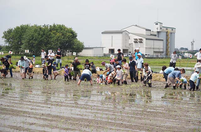 稲作体験「田植え体験」の写真