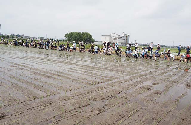 稲作体験「田植え体験」の写真
