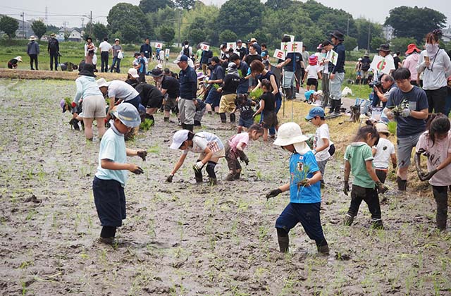 稲作体験「田植え体験」の写真