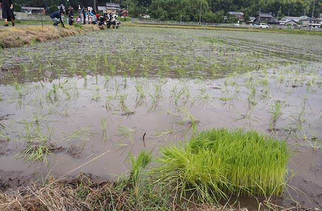 稲作体験「田植え体験」の写真