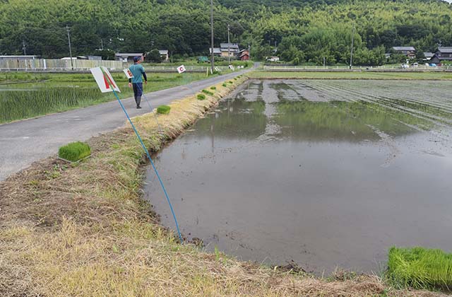 稲作体験「田植え体験」の写真