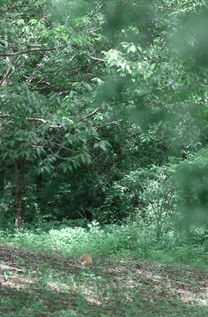 各務野自然遺産の森の写真