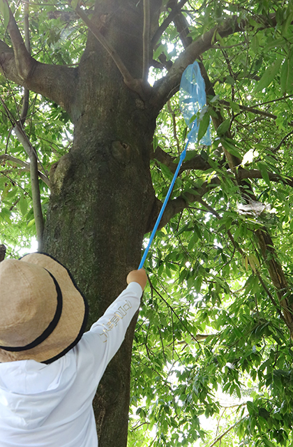 親子で楽しもう！真夏の虫取り体験の写真