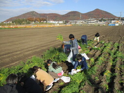 にんじん収穫体験