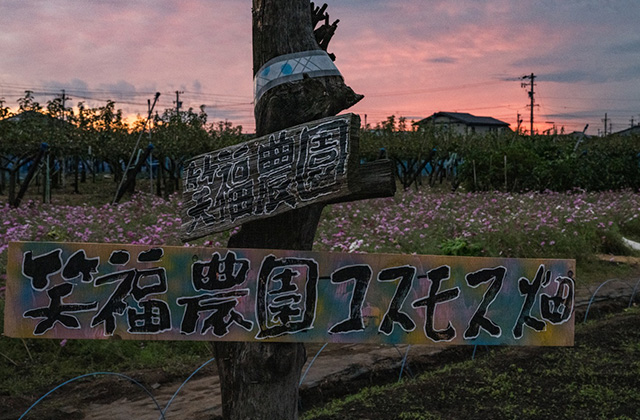 はたけサロンで育てたコスモス畑の写真