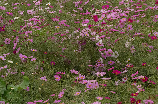 はたけサロンで育てたコスモス畑の写真