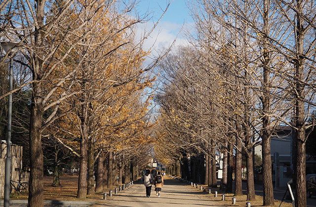 学びの森イルミネーションの写真