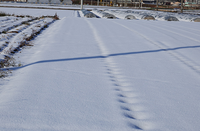 鵜沼の雪景色の写真