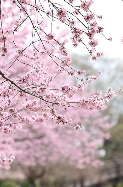 浄化センターの桜の写真