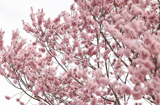 浄化センターの桜の写真