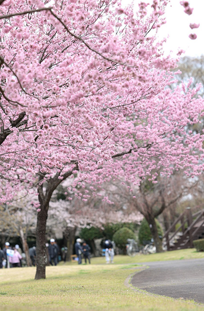 浄化センターの桜の写真
