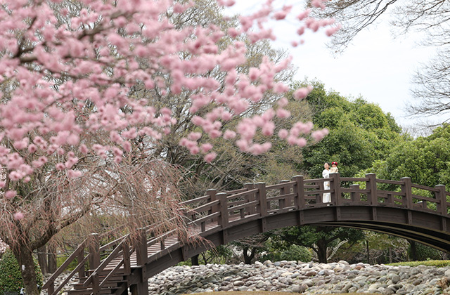 浄化センターの桜の写真