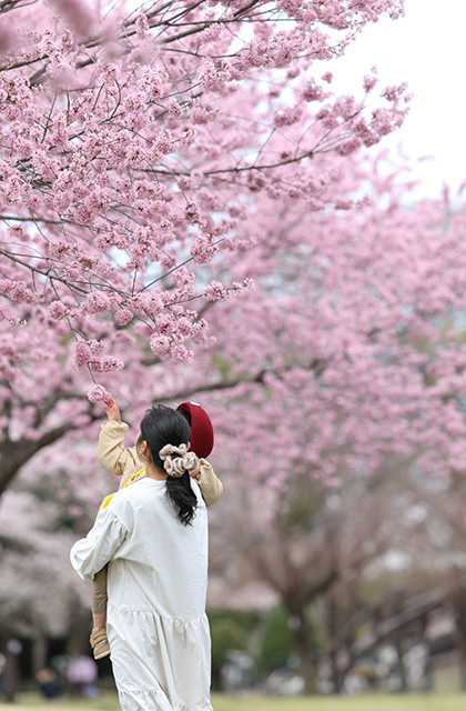 浄化センターの桜の写真