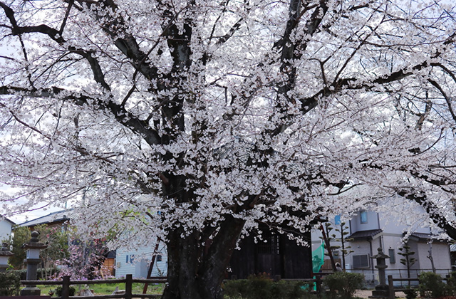 吉新公園の桜の写真