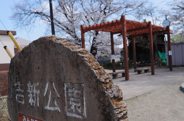吉新公園の桜の写真