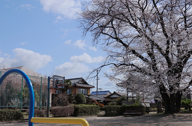 吉新公園の桜の写真