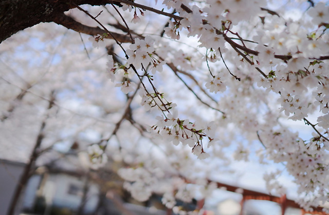 吉新公園の桜の写真