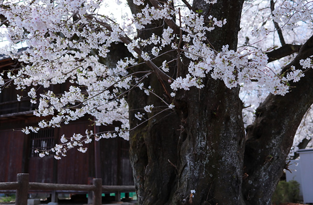 吉新公園の桜の写真