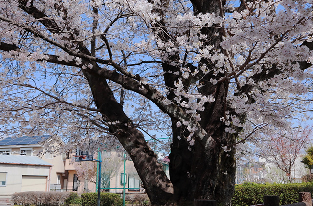吉新公園の桜の写真