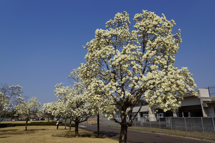 各務原市の風景の写真