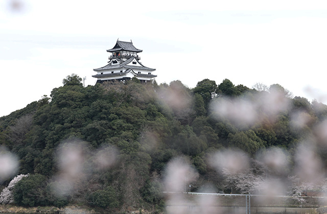 木曽川沿いの桜並木の写真
