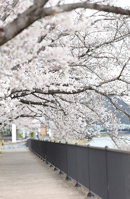 木曽川沿いの桜並木の写真
