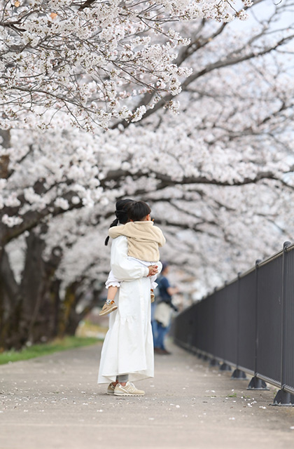 木曽川沿いの桜並木の写真
