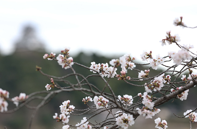木曽川沿いの桜並木の写真
