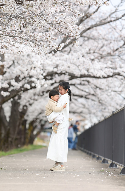 木曽川沿いの桜並木の写真
