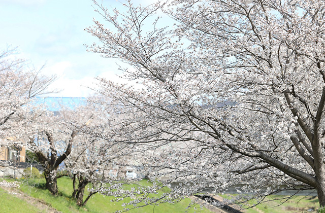 大安寺川沿いの桜並木の写真