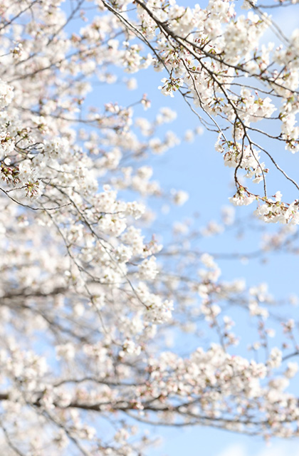 大安寺川沿いの桜並木の写真