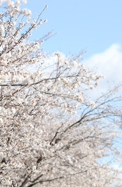 大安寺川沿いの桜並木の写真