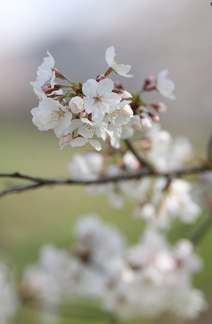 大安寺川沿いの桜並木の写真