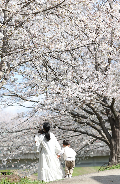 大安寺川沿いの桜並木の写真